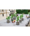 NOCH H0 14013 - Alberi ornamentali in vaso - 1:87