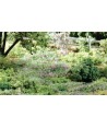 WOODLAND SCENICS T48 – FIORI IN 4 COLORI in busta